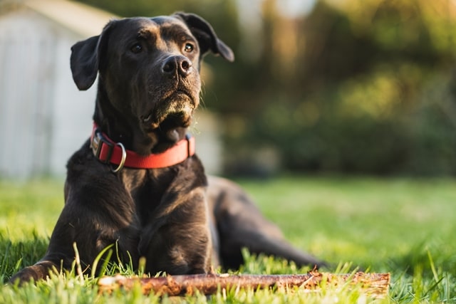 How to Test the fit of your dog’s collar