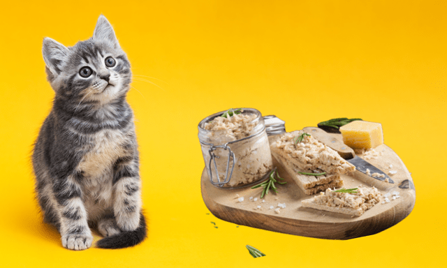 Peanut Butter Alternatives for Cats What Else Can I Feed My Cat Besides Peanut Butter