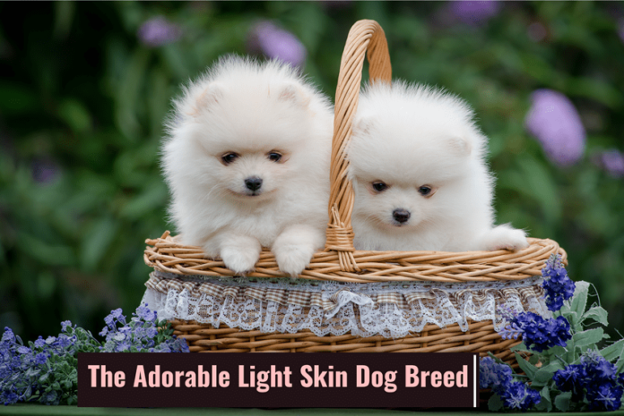 The Adorable Light Skin Dog Breed [2023 Update] - Petsmartgo