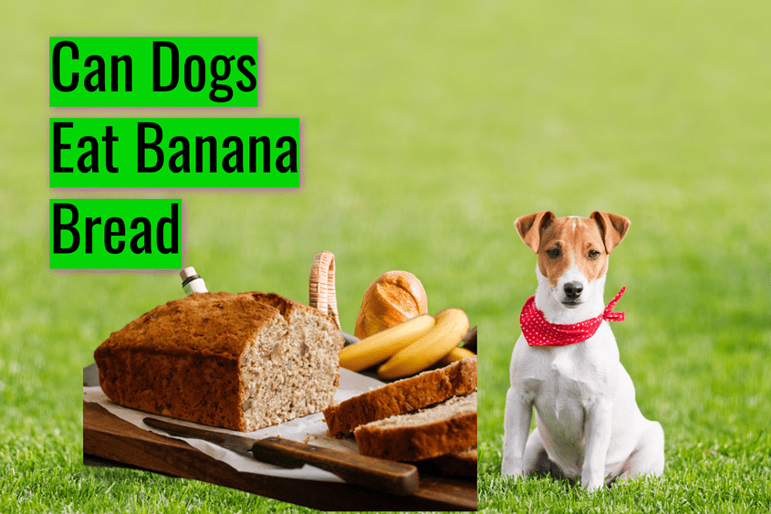 Can Dogs Eat Banana Bread – Things To Consider When Making Banana Bread For Dogs