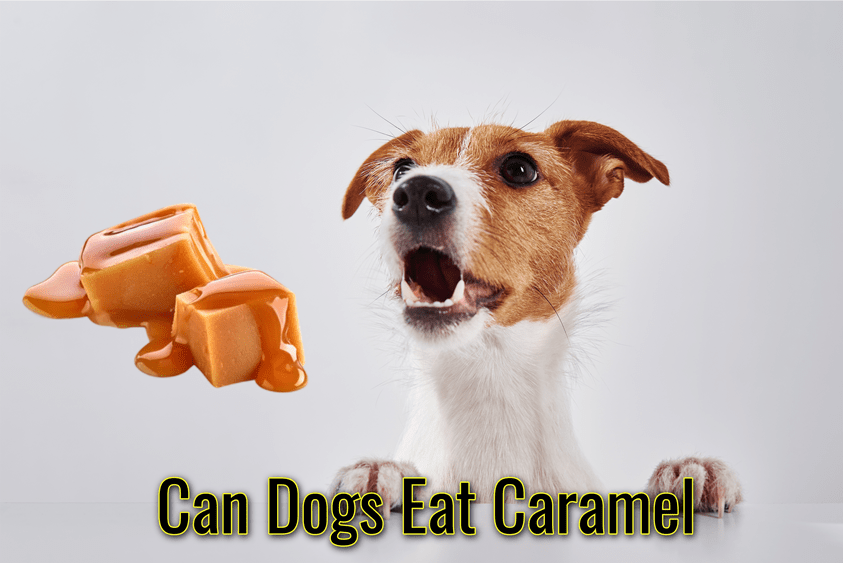 Can Dogs Eat Caramel: Is Caramel Harmful for Dogs?