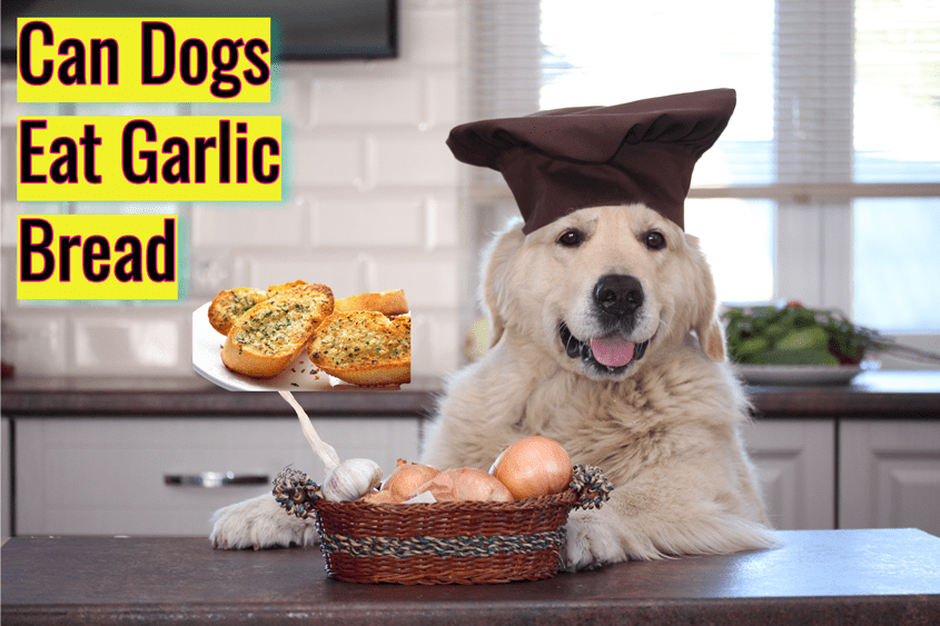 can dogs eat food with garlic