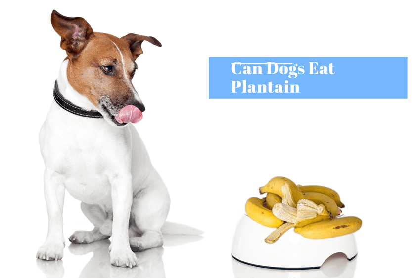 Can Dogs Eat Plantains - Here's How To Make Your Dog Healthier With Plantain
