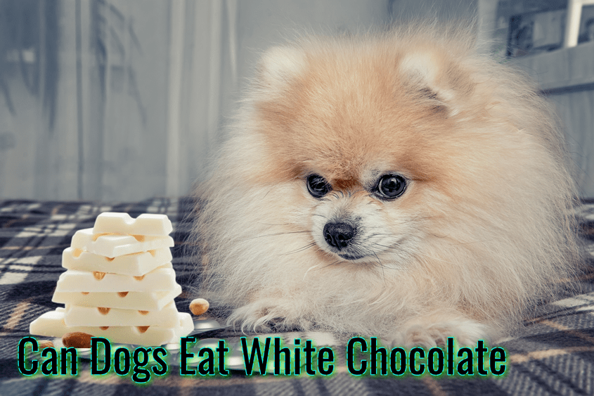 Can Dogs Eat White Chocolate