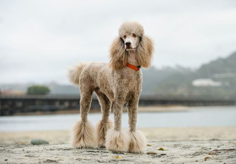 Apricot Standard Poodle: The Perfect Family Dog