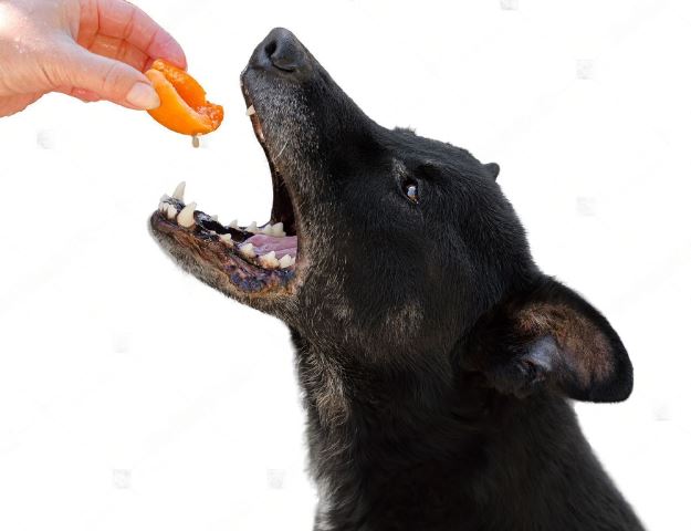 Can Dogs Eat Apricots - The Health Benefits of Apricots For Dogs