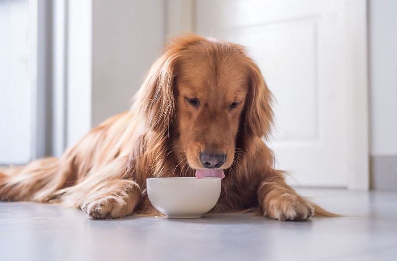 Can Dogs Have Oat Milk A Comprehensive Guide
