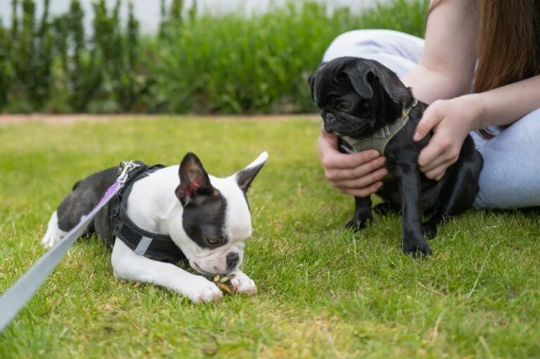 Can Puppies Wear Harnesses All the Time? Petsmartgo