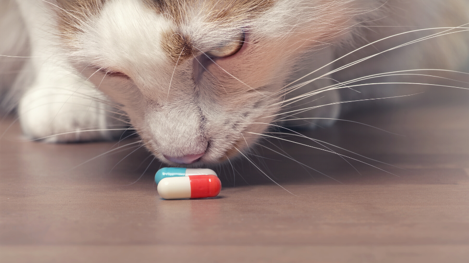 Cat Can't Walk After Gabapentin - Know the Signs and What to Do