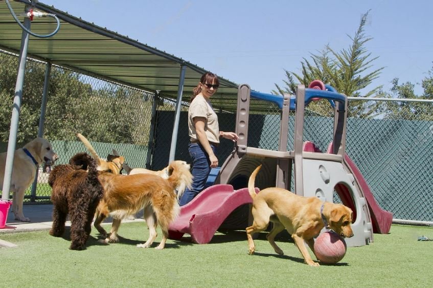 does petsmart have dog sitting