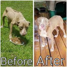 Liquid Gold for dogs before and after