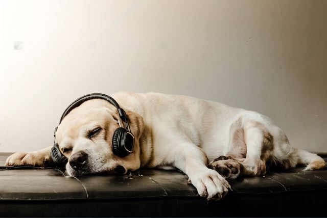 Music For Dogs to Sleep - Find Your Dog the Perfect Music for Sleepless Nights