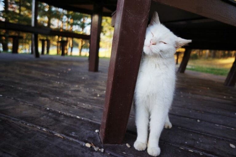 My Cat Keeps Meowing And Rubbing Against Everything Petsmartgo