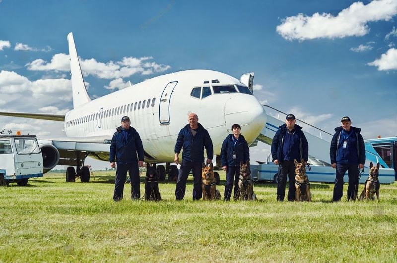 can you buy an airplane seat for a dog