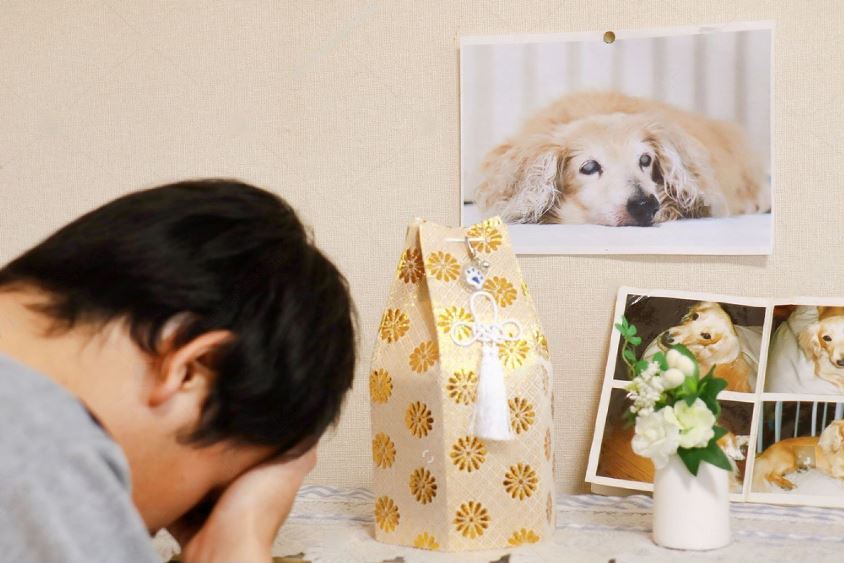 20 Things Your Deceased Pet Wants You to Know