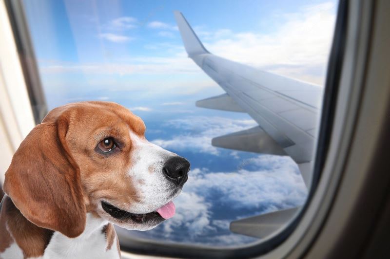 A Comprehensive Guide to Flying with Large Dogs