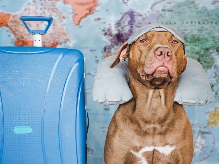 A Comprehensive Guide to Flying with Large Dogs