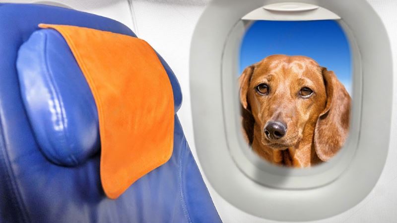 can you buy a seat for a dog on an airplane