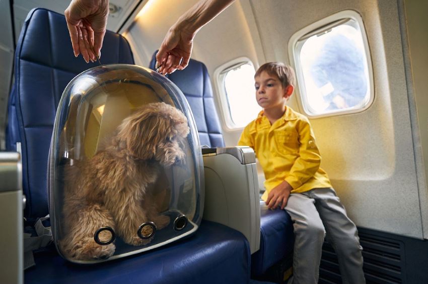 Can I Buy a Seat for My Dog on an Airplane