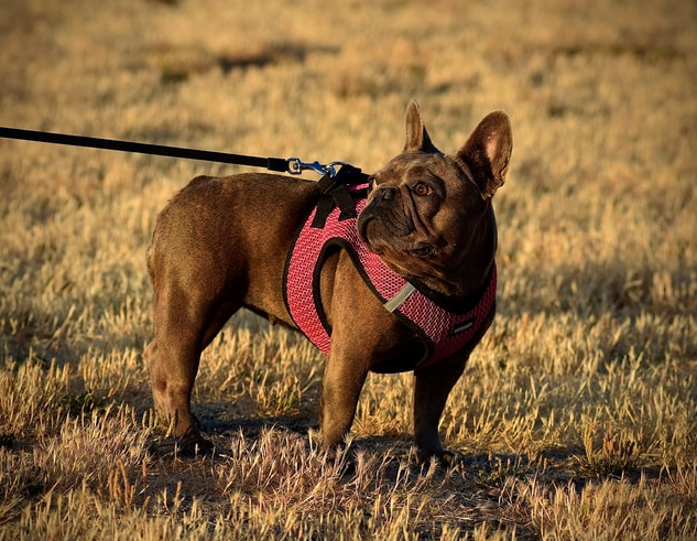 Chocolate French Bulldog Everything You Need to Know