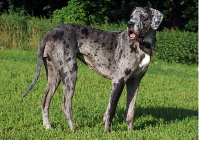 European Great Dane A Rare and Majestic Dog