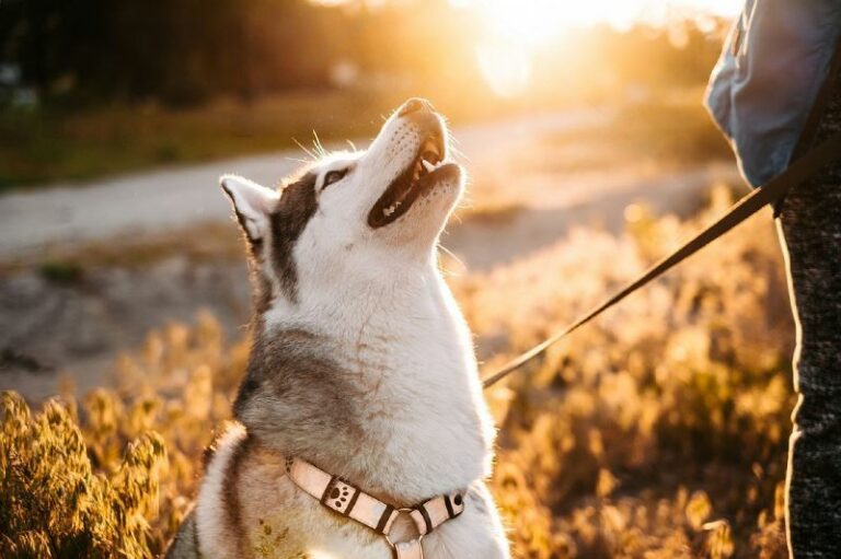 Why Do Huskies Scream? (7 Reasons Why) Petsmartgo