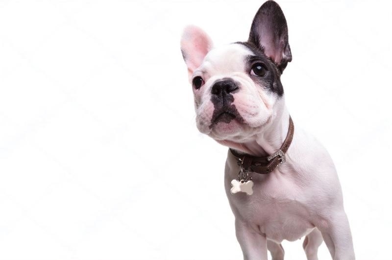 How Long Can Dog Live Without Eating