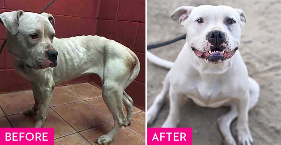 how can i help my malnourished dog gain weight