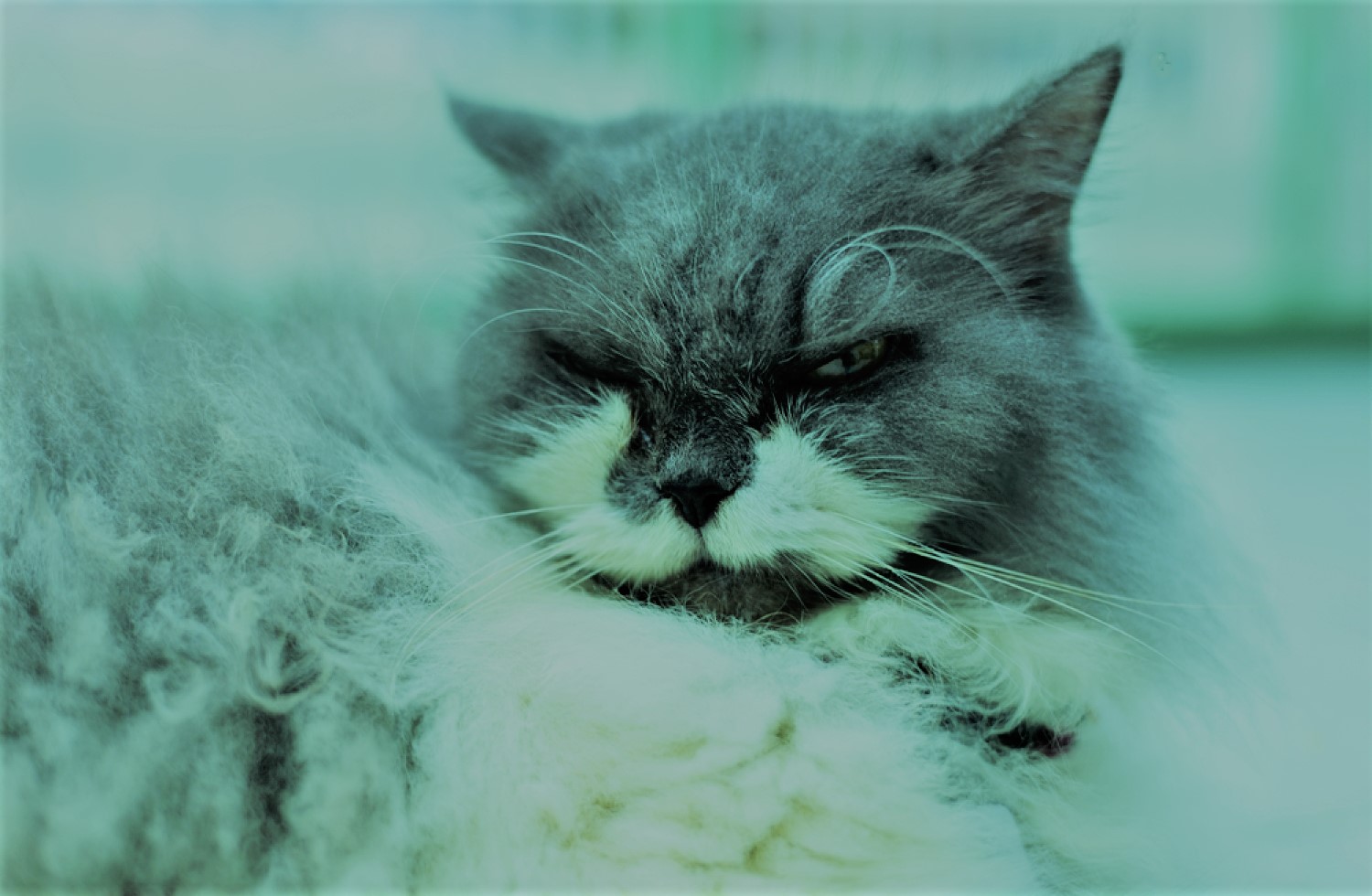 25 Symptoms of Dead Kitten Inside Cat [2024 Update] Petsmartgo