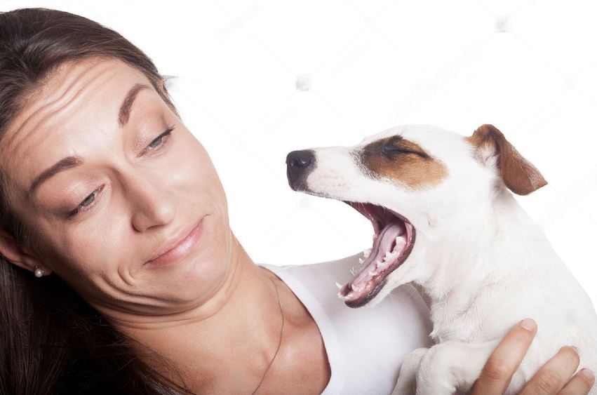 What Can I Give My Dog For Bad Breath