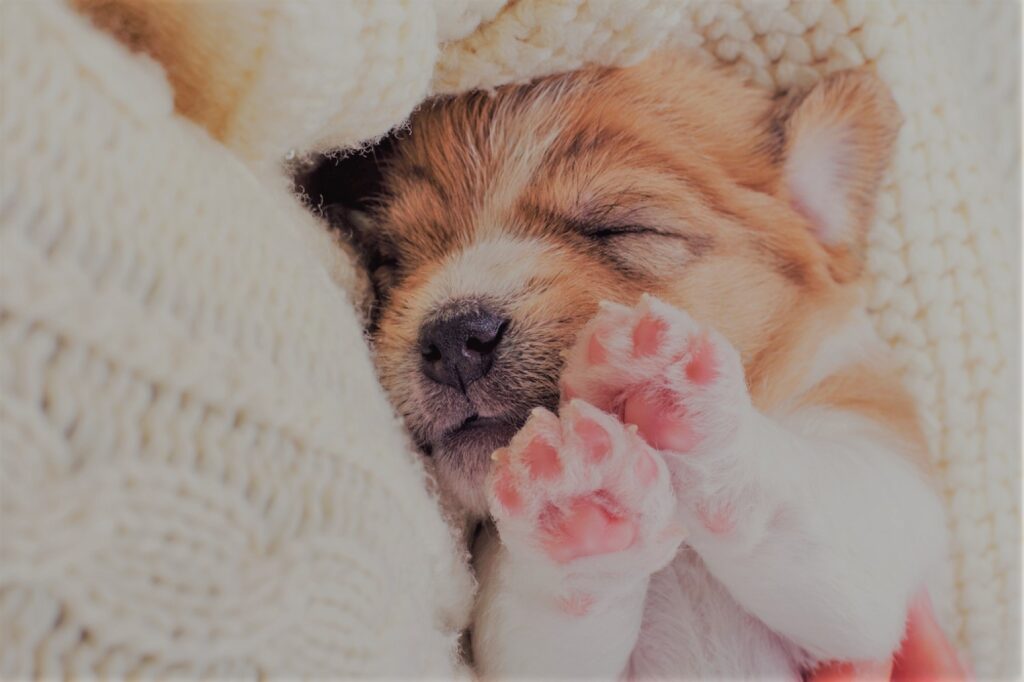 Do Puppies Breathe Fast Sleeping