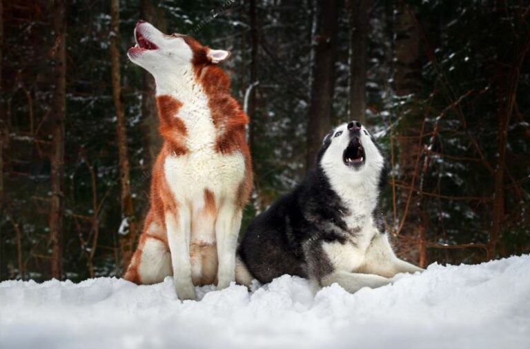 Why Do Huskies Scream? (7 Reasons Why) Petsmartgo