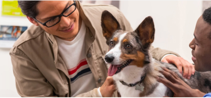 Petsmart Vet Banfield: A Comprehensive Guide - Petsmartgo