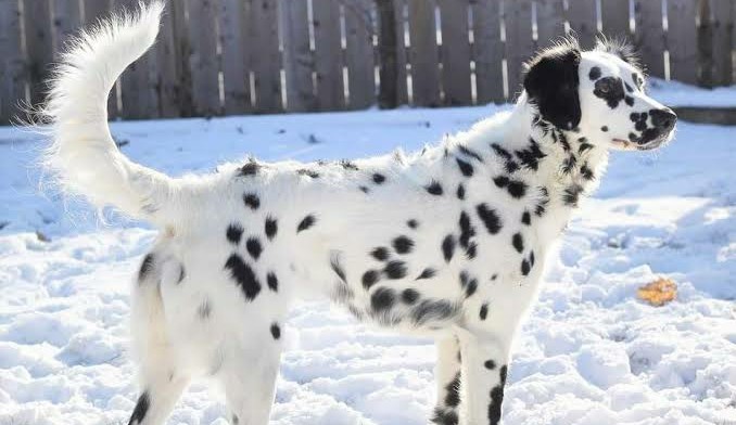 Are Dalmatians Hypoallergenic? The Truth Revealed