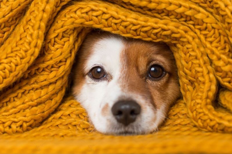 7 Tips on Keeping Your Dog Warm During Winter