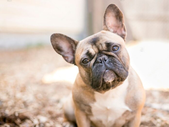 How Much Does a French Bulldog Cost? A Look at the Price of French