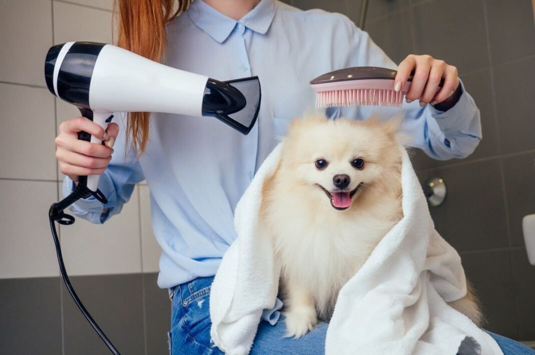 How to Groom a Dog Like a Professional A Comprehensive Guide Petsmartgo