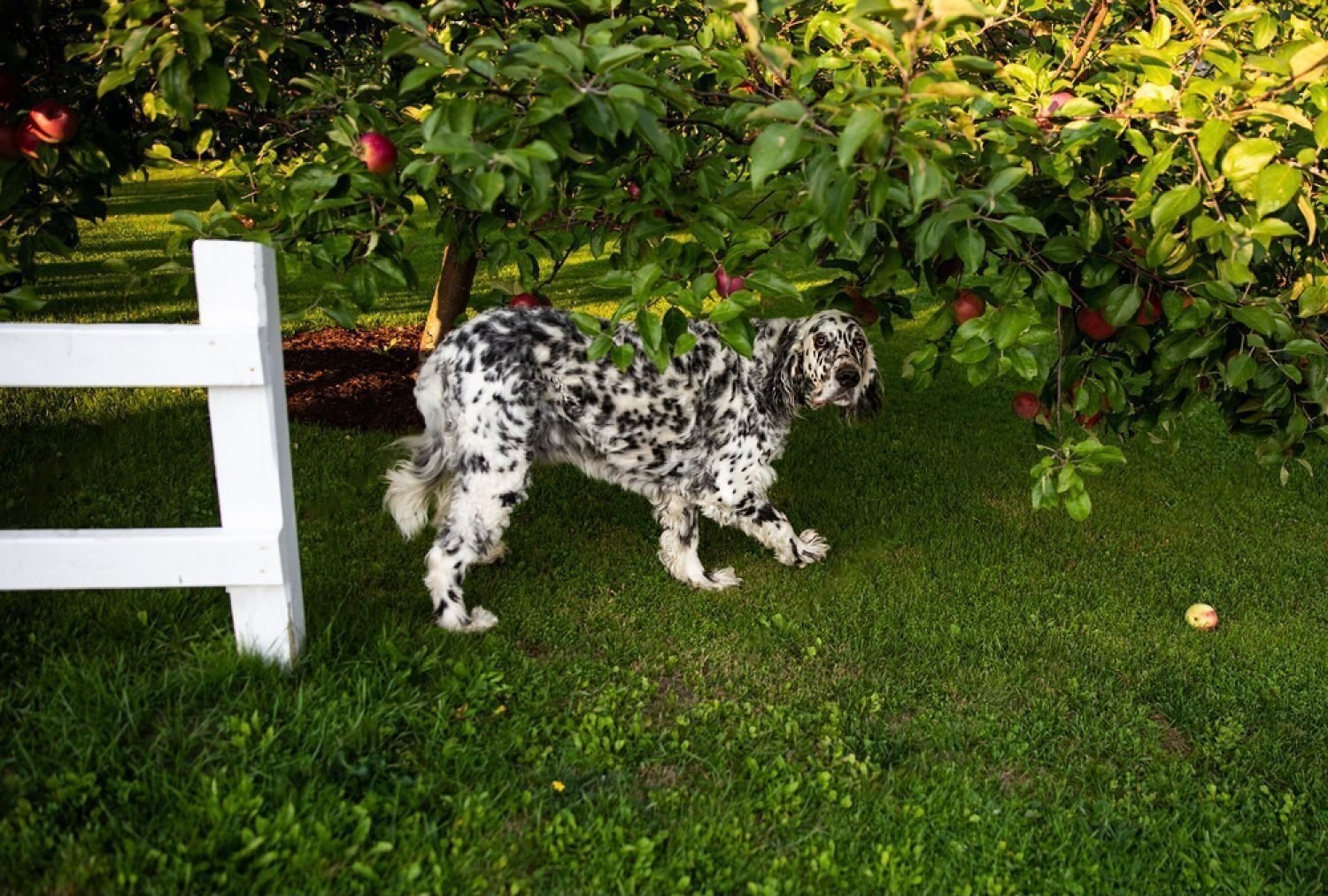 long haired dalmatian