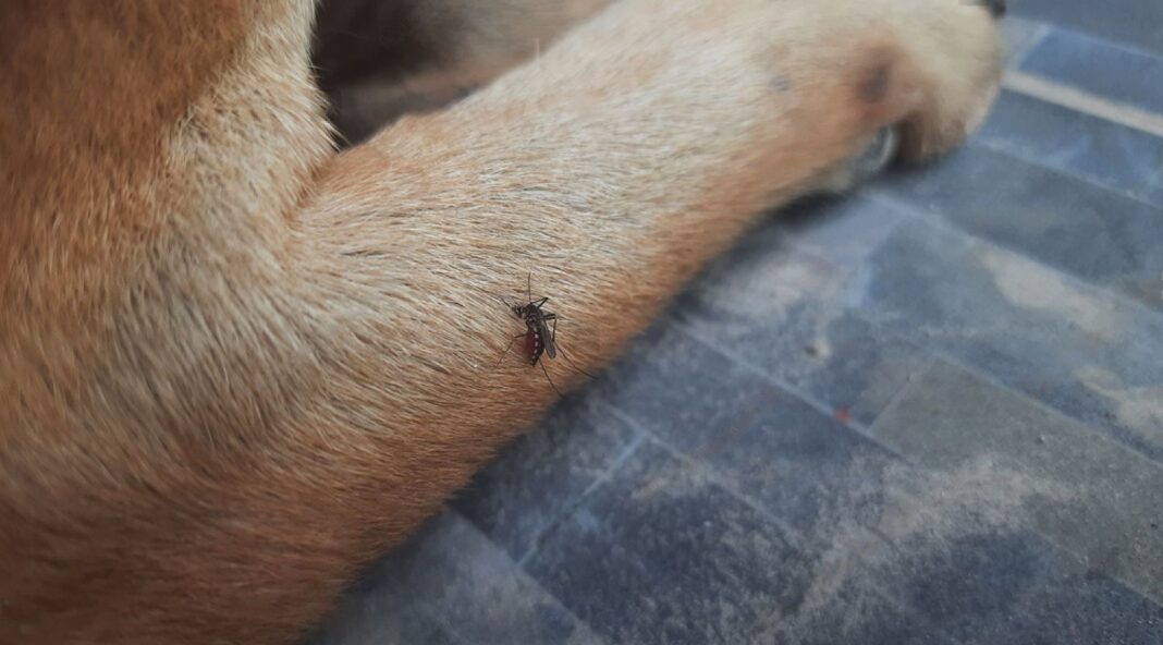 how-to-deal-with-mosquito-bites-on-dogs-petsmartgo