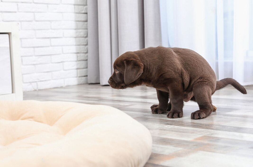 how-often-do-puppies-poop-you-might-be-surprised-petsmartgo