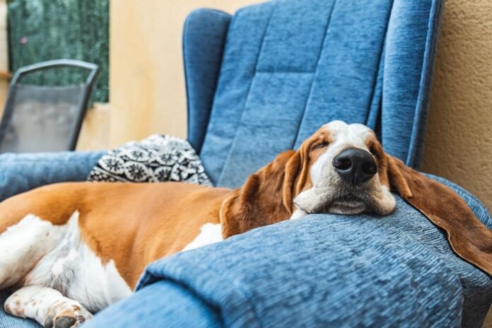 why-do-dogs-cry-in-their-sleep-here-s-what-experts-think-petsmartgo