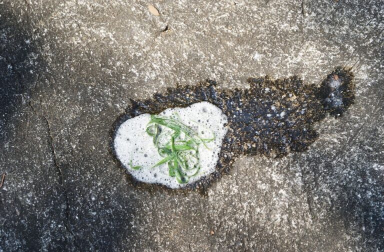 Why Is My Dog Vomiting White Foam? Petsmartgo