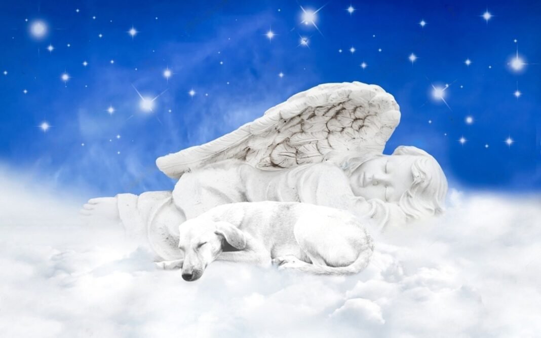 Do Dogs Go to Heaven? The Bible Says No, But Some Christians Disagree
