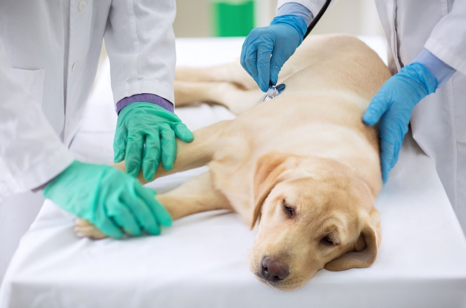 what are symptoms of kidney failure in dogs