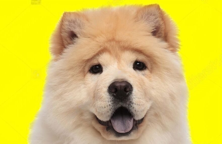 do chow chow shed