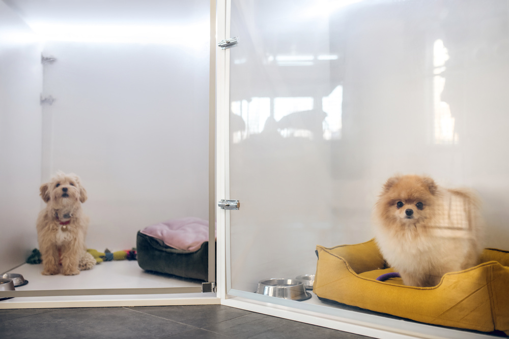 Cute fluffy dog in a pets hotel waiting for the owner The Right Dog Boarding Facility