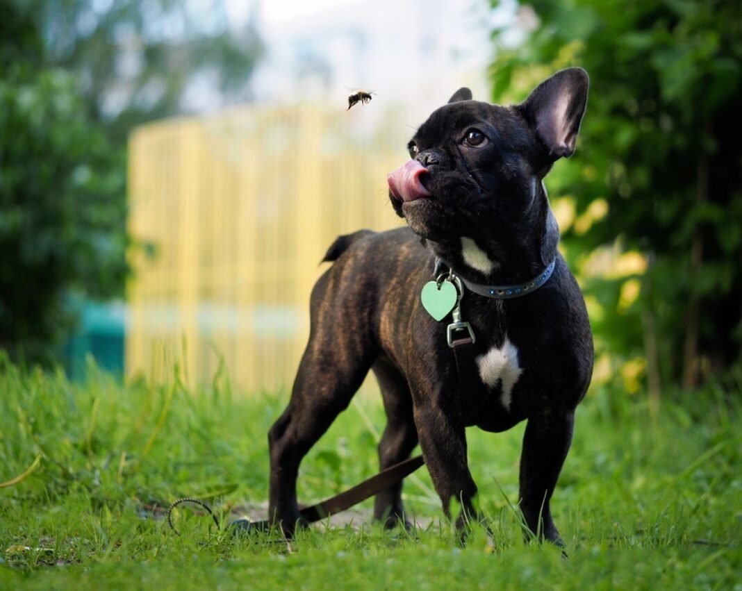 black-fly-bites-on-dogs-symptoms-treatment-and-prevention-petsmartgo