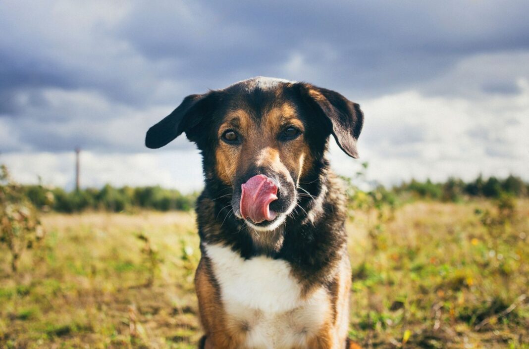 The Secret Reason Your Dog Keeps Licking Lips Petsmartgo