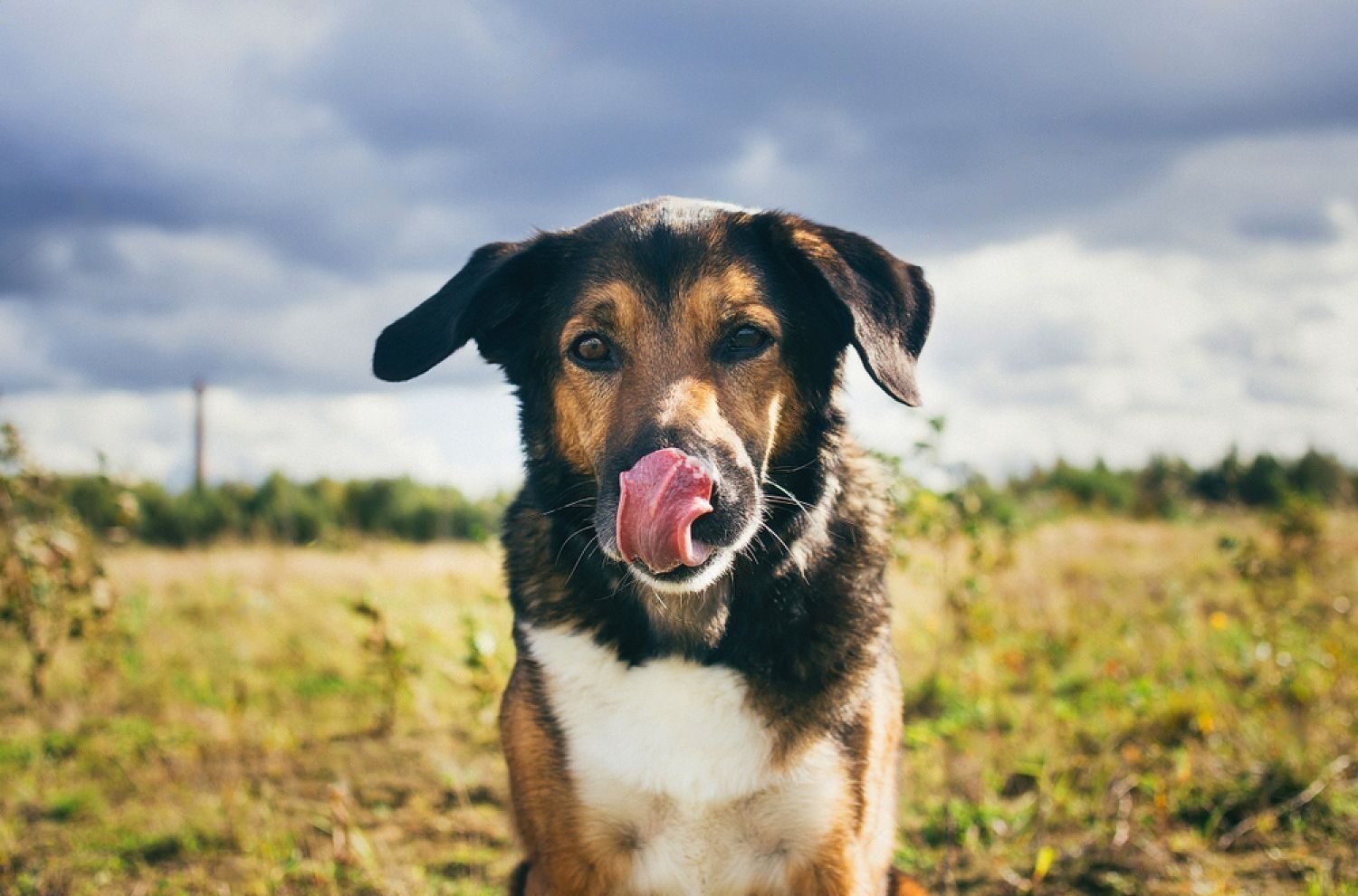 the-secret-reason-your-dog-keeps-licking-lips-petsmart