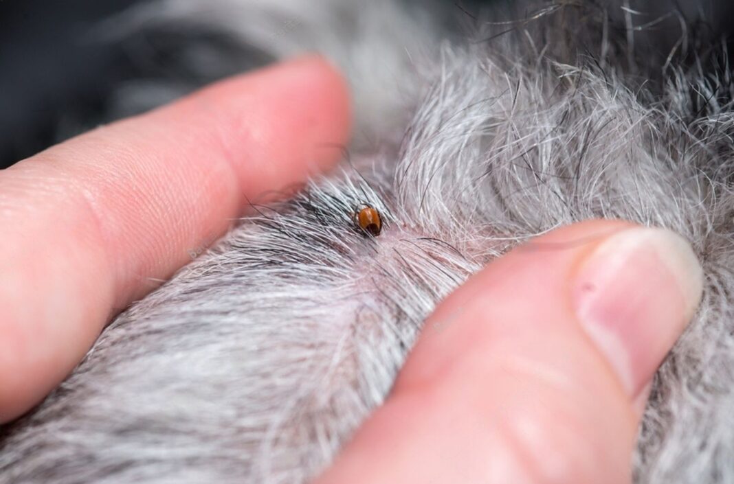 Flea and Tick Prevention for Dogs Petsmartgo